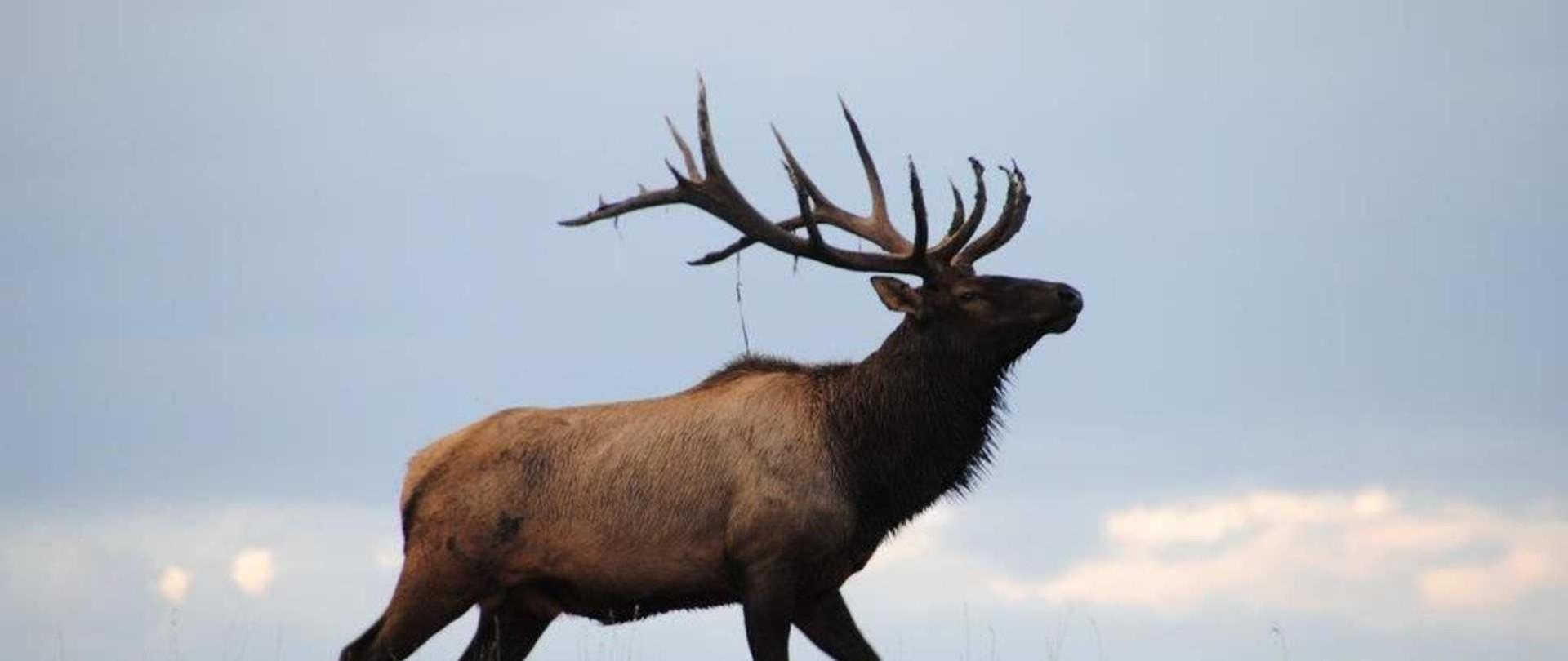 Trophy bull elk