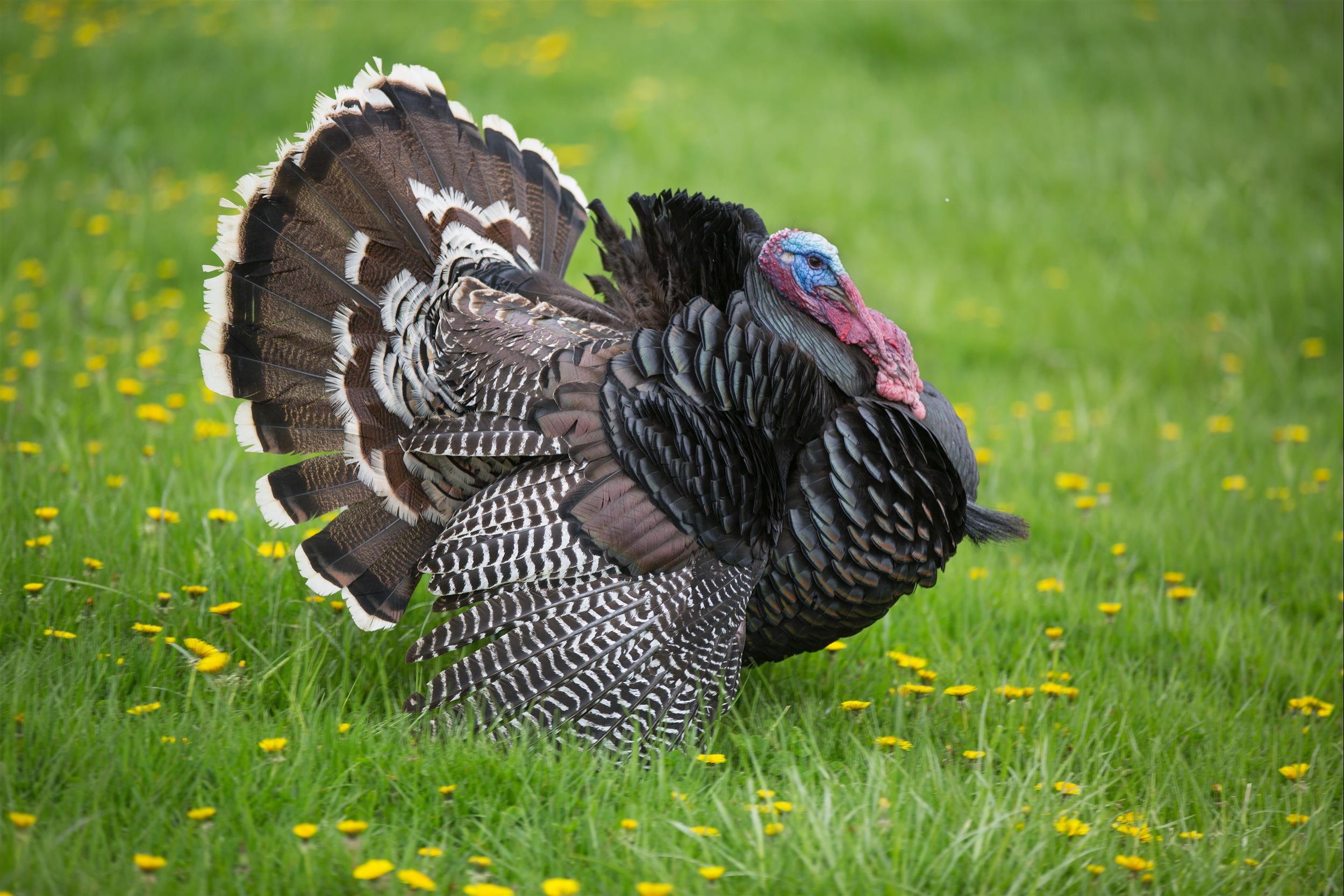 Wild turkey in field.