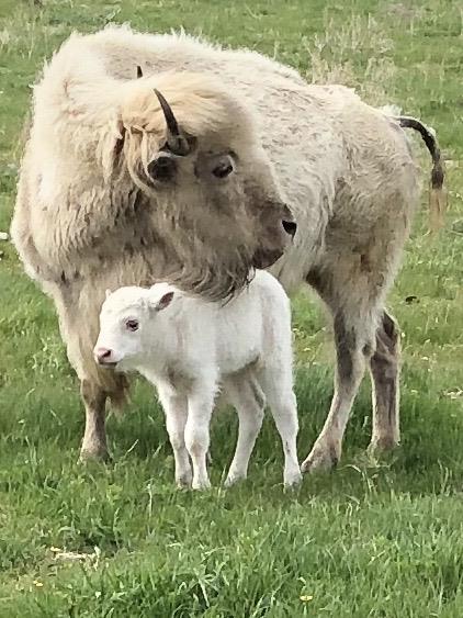 white baby bison